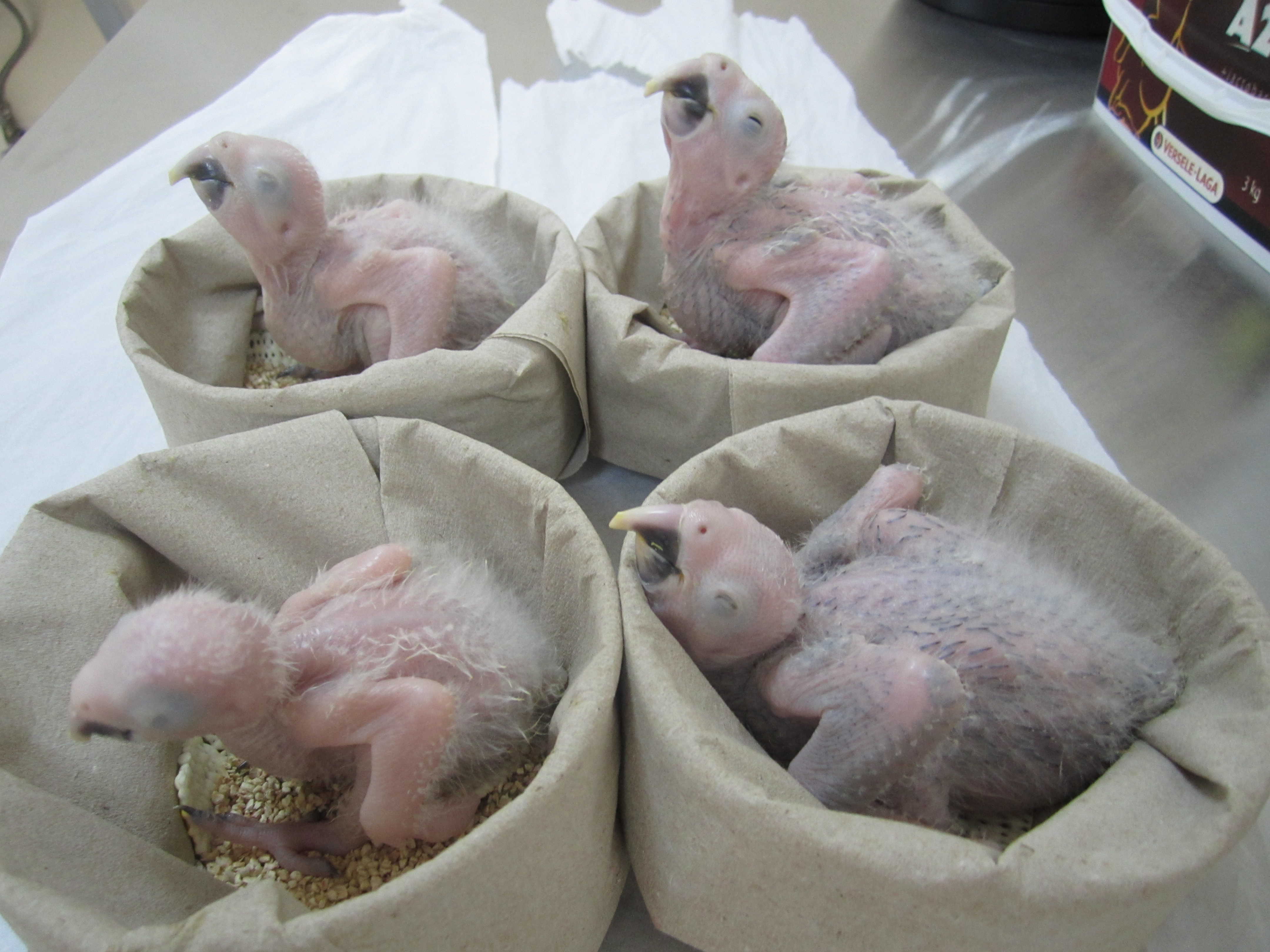 Four chicks reared