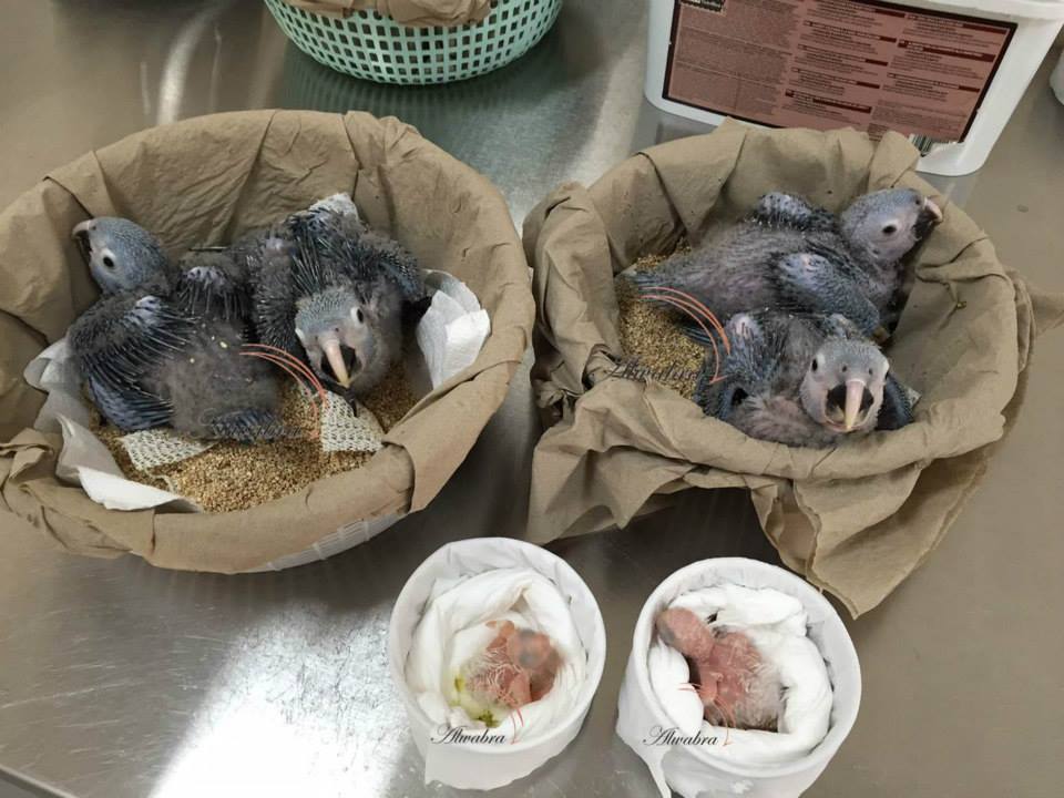 6 young macaws