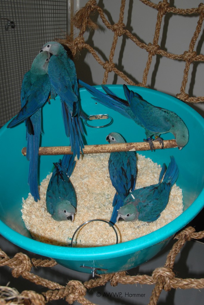 Six Spix's Macaws