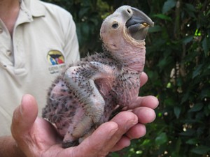 Chick at Loro Parque