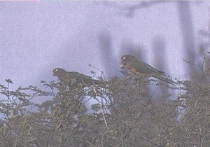 A pair of Hyacinthine Macaws exploring a nest box