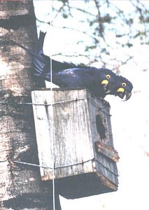 Hyacinthine macaw pair defending their nestbox