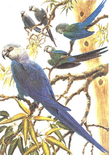 A flock of Spix's Macaws as imagined in a painting