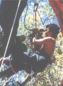 Carlos Yamashita examines the nest