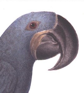 Head study of left image