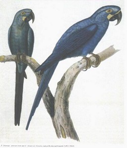 Lear's Macaw (right) and Glaucous Macaw (left)