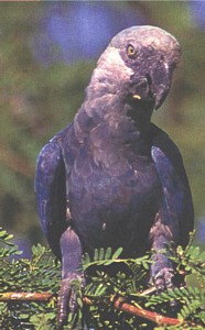 The female immediately after release