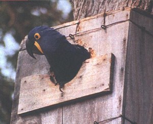 Hyacinthine macaw looking out of nestbox
