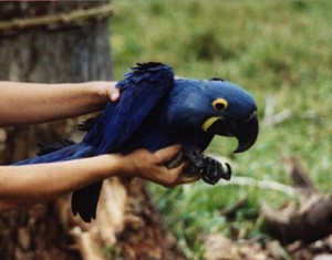 Young macaw being inspected after being found on ground after falling from nest box