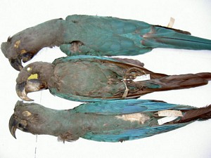 The three specimens at the Smithsonian