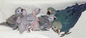 Seven Spix's Macaws bred in AWWP this year