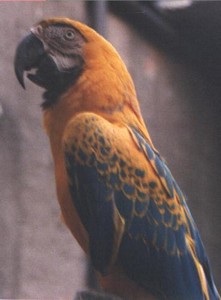 Cinnamon Blue and Yellow Macaws