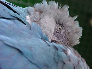 Spix's macaw