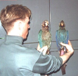 Glaucous Macaw in museum