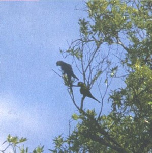 The remaining male in the wild with the female