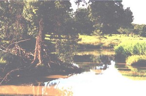 The creek along which the nesting trees of the Spix's Macaw grow