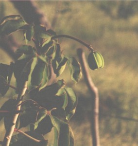 Pinhão, important food source for the Spix's Macaw