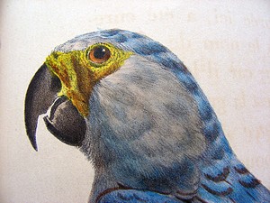Head study of the left illustration