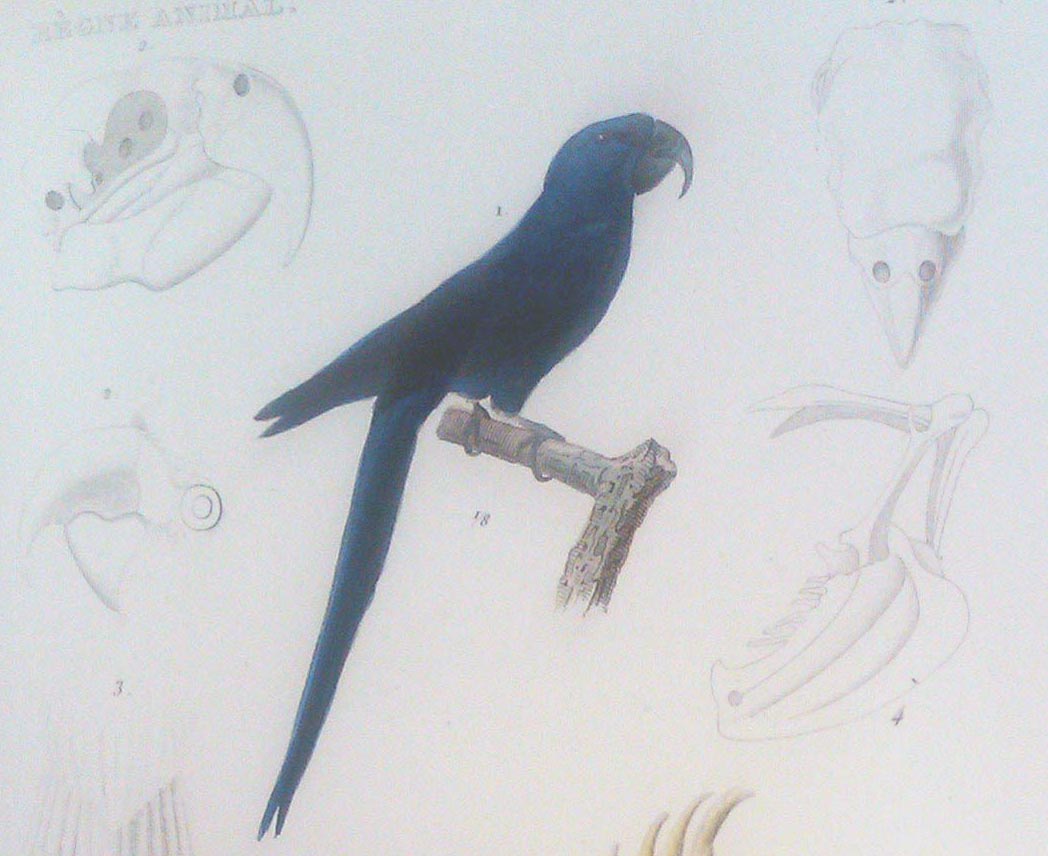 Hyacinthine Macaw in Travies