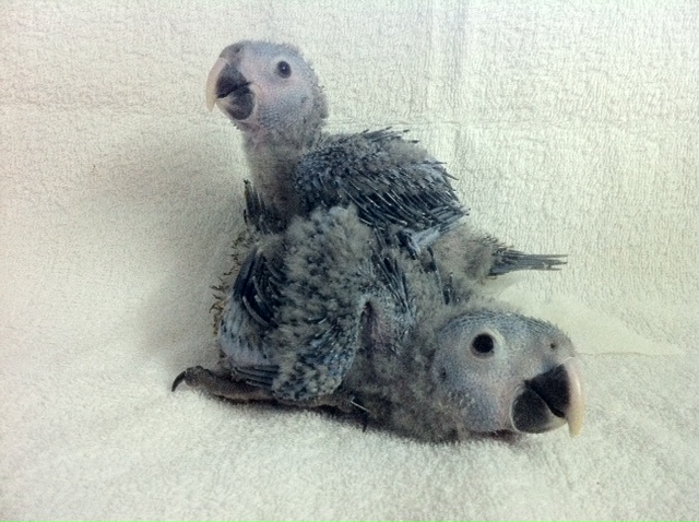 Two recently hatched Spix's Macaws