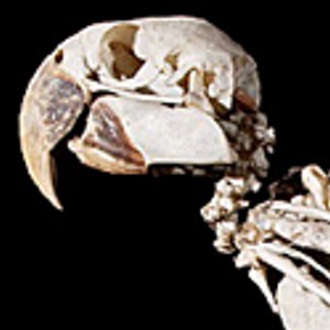 Skull of Glaucous Macaw at Leiden