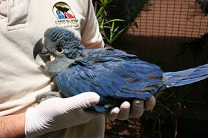 Young Lear's macaw