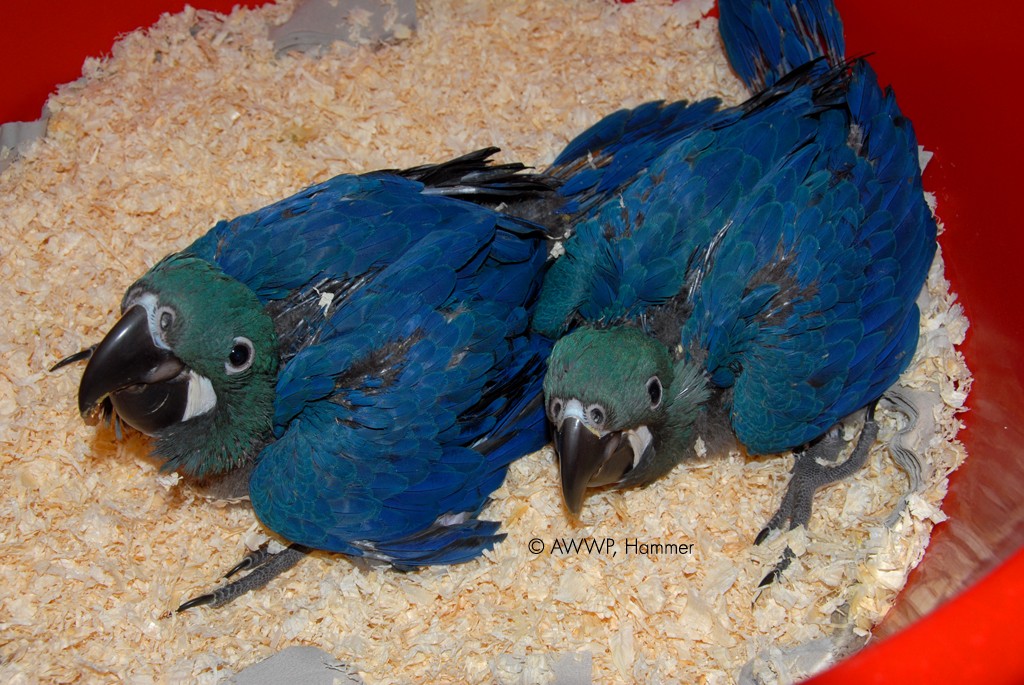 Lear's chicks in Qatar