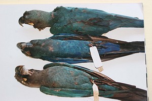 Glaucous Macaw specimens with a Lear's Macaw