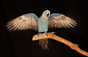 A young Spix's Macaw