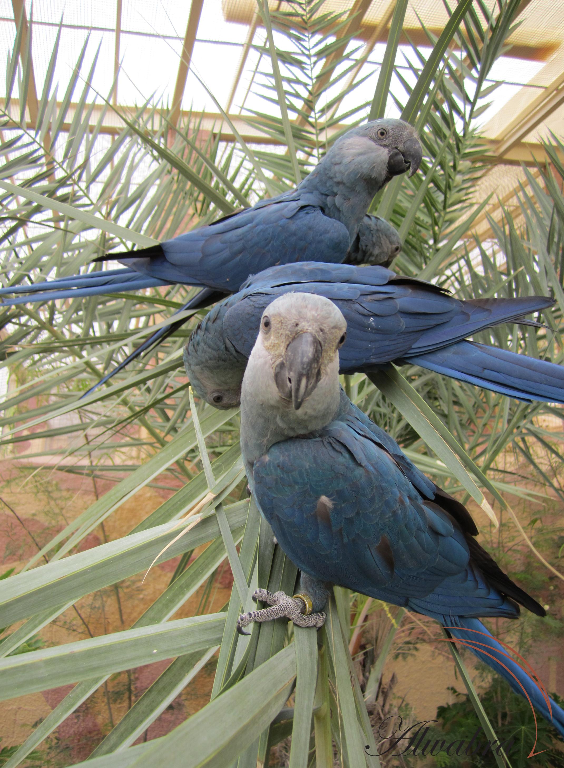 The flocking aviary for the Spix's Macaws