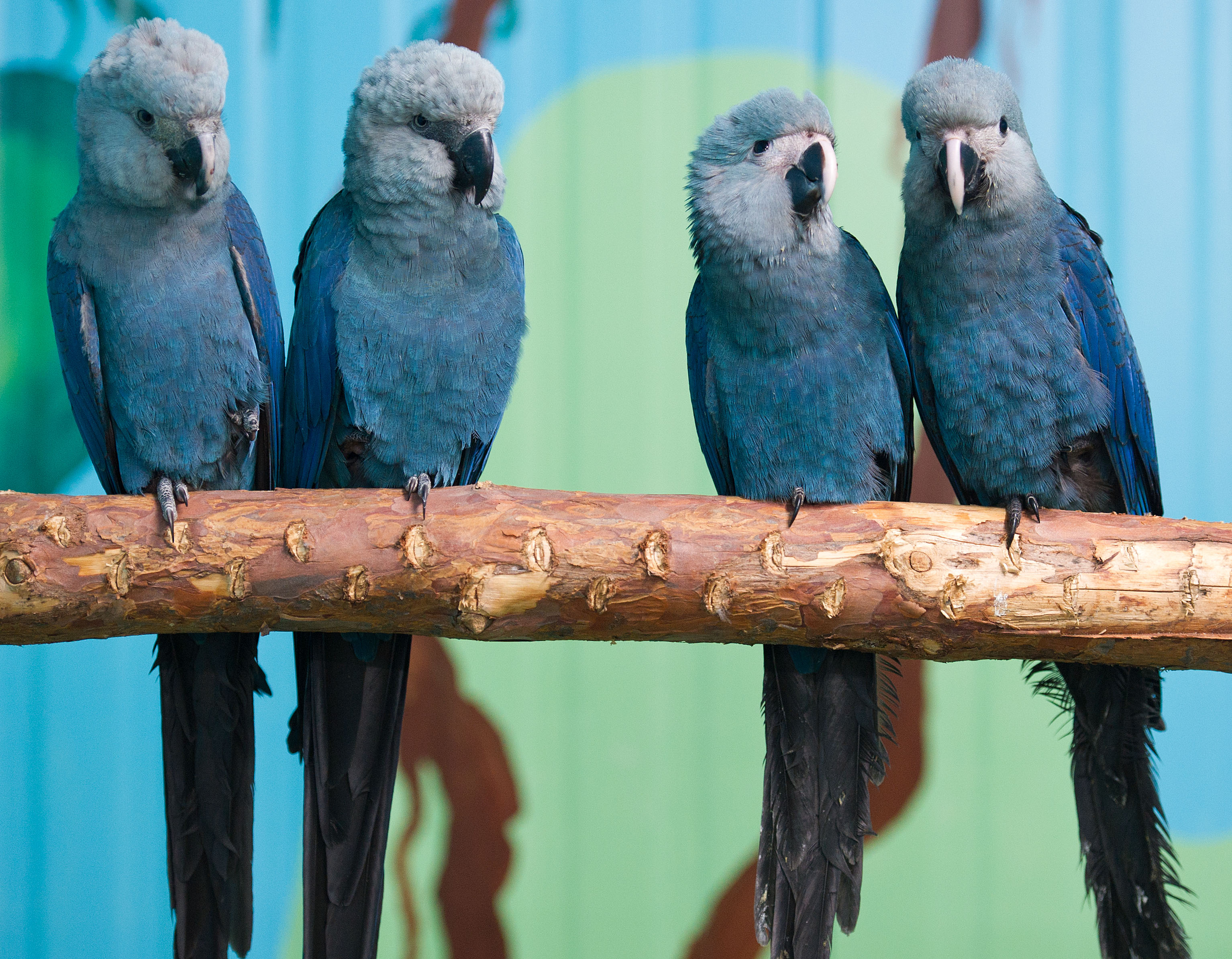 The four Spix's Macaws bred this year