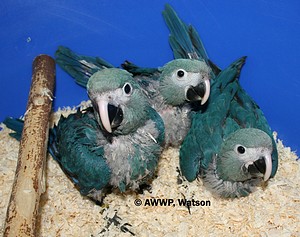 The three Spix's macaws hatched in AWWP