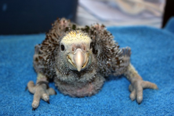 A chick successfully hatched